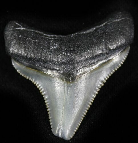 Serrated  Bone Valley Megalodon Tooth #22923